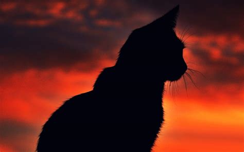 Cat Silhouette Wallpapers - Top Free Cat Silhouette Backgrounds ...