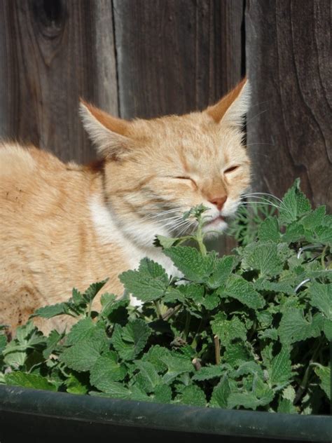 How Does Catnip Affect Cats? | Cat Health | Mad Paws Blog