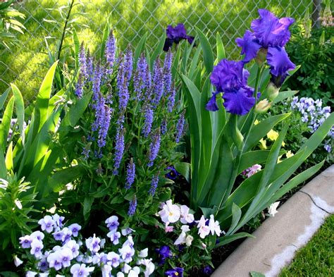 USING TALL BEARDED IRIS IN YOUR LANDSCAPE - Sowing the Seeds