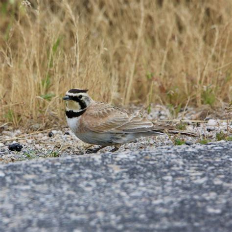 Horned Lark - Bird Watching Academy