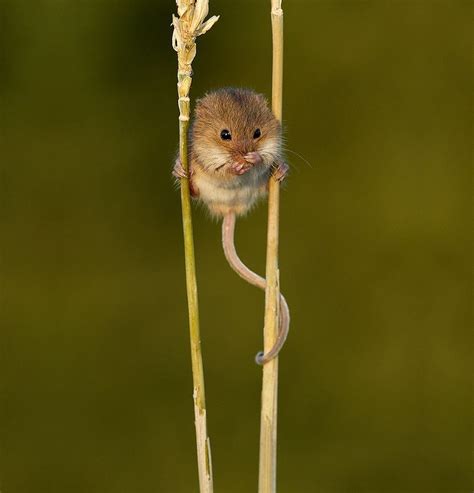 Pin de Aliana Arroyo en Nature | Animales adorables, Fotos divertidas de animales, Fotos de ...