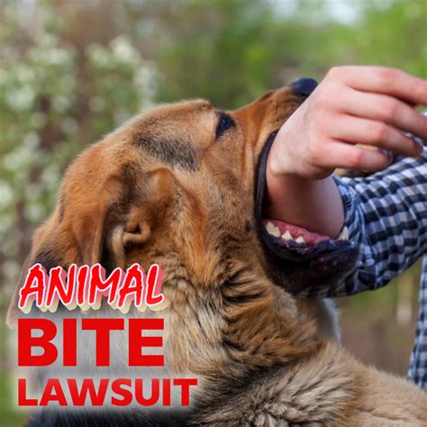 Dog Bite Lawsuit in 2024 - Ethen Ostroff Law