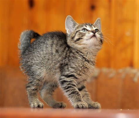 Cute tabby kitten stock photo. Image of close, baby, face - 30814354