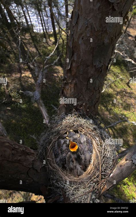 Nest of Mistle Thrush, Halden, Norway Stock Photo - Alamy