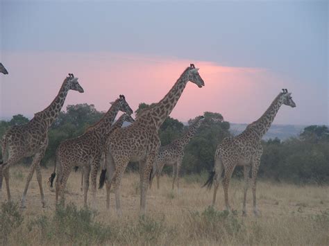 What a sight! - sunset with the giraffes! #wow | Beautiful creatures, Giraffe, Creatures