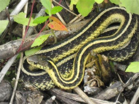 Striped Yellow Snake | Gigi Thibodeau | Flickr