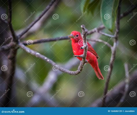 Bright Red Summer Tanager Perches on Branch in Tropics Stock Image ...