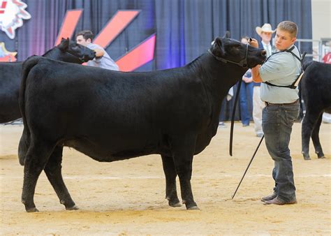 Phenotype-Genotype Show grows interest in National Junior Angus Show