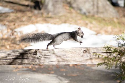 Western vs Eastern Gray Squirrel - Young Conservationists