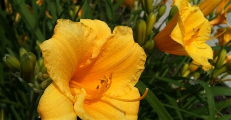 Garden Discoveries: Yellow Daylilies