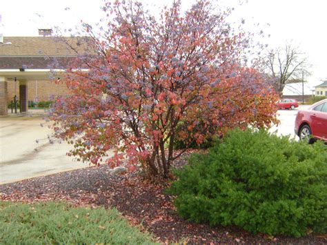 Viburnum prunifolium - Blackhaw Vibrunum | Viburnum, Ornamental trees, Native garden