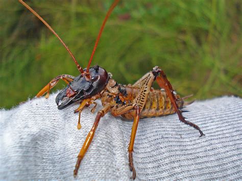 7 Weta Facts - Endemic Insects - New Zealand Nature Guy