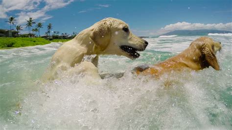 Two Golden Retrievers Swimming And Playing In The Ocean At The Beach In Hawaii. Dogs. Stock ...