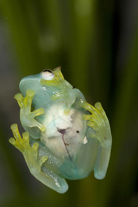 glass frog | Amphibian Rescue and Conservation Project