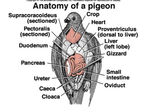 Pigeon Circulatory System