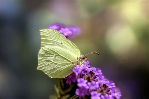 Common Brimstone Butterfly Insect - Free photo on Pixabay - Pixabay