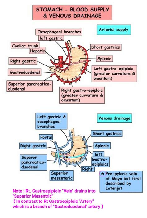 Stomach Blood Supply Anatomy | Hot Sex Picture