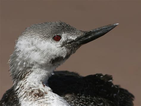 Arctic Loon Bird Facts (Gavia arctica) | Bird Fact