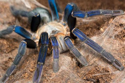 Male vs. Female Tarantula - A-Z Animals