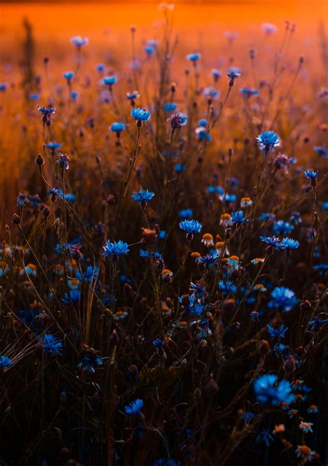 Free download Amazing Blue Flowers wallpaper GalaxyS8 [3126x4447] for your Desktop, Mobile ...