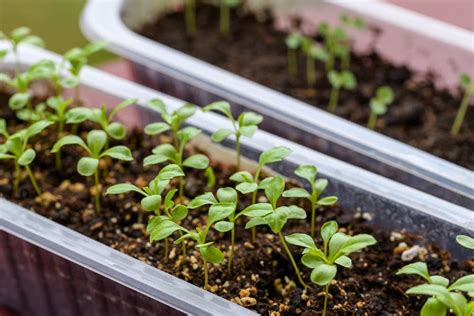 You Can Sow Asters Indoors To Harden Off, Or Directly Outdoors In A Seed Bed | Horticulture Magazine