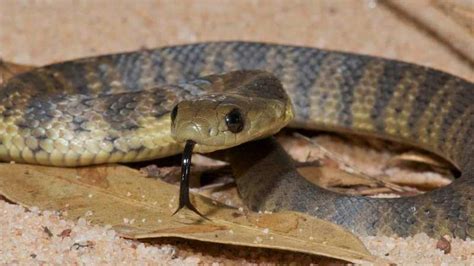 This Snake Is So Deadly Its Venom Hasn't Had to Change in 10 Million Years