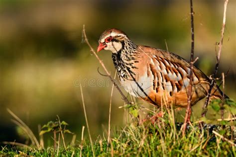 Wild Red-legged Partridge In Natural Habitat Of Reeds And Grasses On Moorland In Yorkshire Stock ...