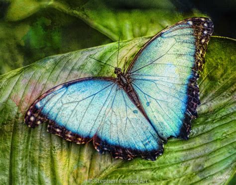 Blue Morpho