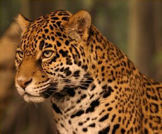 Some facts about the Jaguar cat | Facts About All