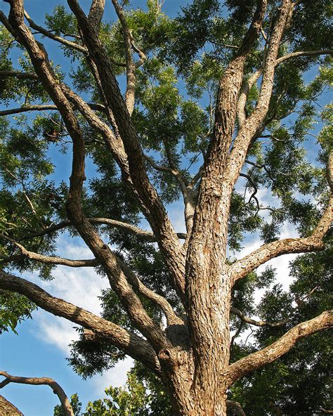 Native Texas Pecan Tree. Carya Illinoensis Photograph by Connie Fox