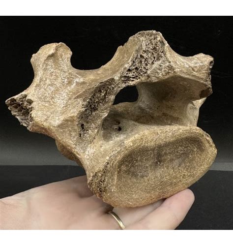 Fossils For Sale | Fossils-UK.com | Irish Elk (Giant Deer) Vertebra from the North Sea ...