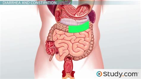 Large Intestine & Rectum | Functions & Roles in Water Absorption ...