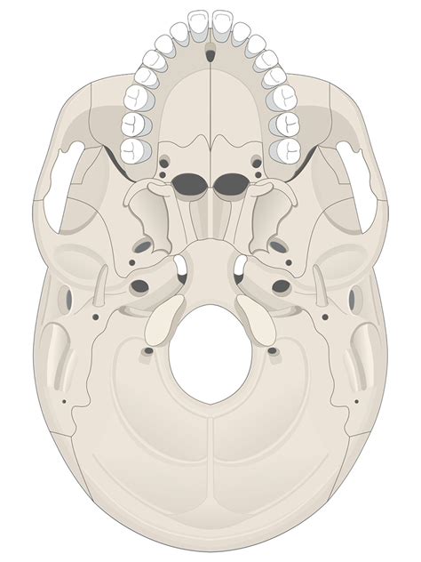 Human Skull Anatomy Inferior View (Illustrations) – Human Bio Media