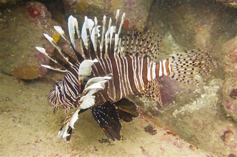 Predatory Lionfish Invade New Territories - California Academy of Sciences