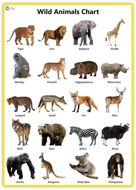 Wild Animals: Facts | Pictures | Videos | Chart - Ira Parenting | Wild animals drawing, Animal ...