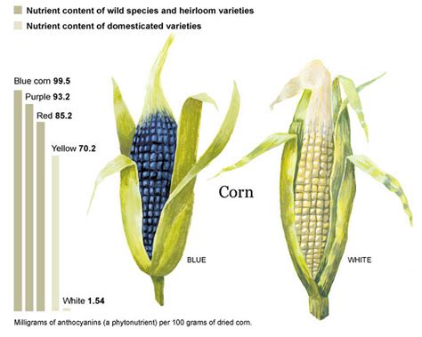 How to boil corn on the cob perfectly. It's not how you think.