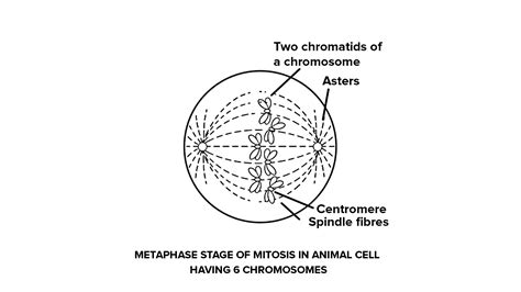 Metaphase Mitosis Diagram Premium Vector