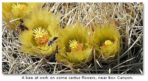 Barrel Cactus - Genus: Ferocactus - DesertUSA