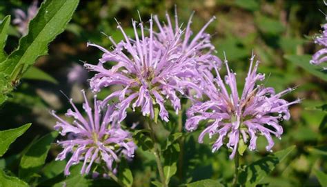 wild bergamot images at DuckDuckGo | Plants, Native plants, Edible plants