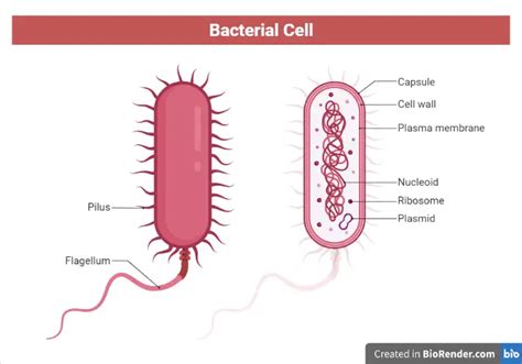 Structure of Bacteria • Microbe Online