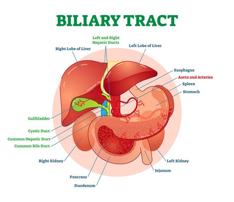 Biliary System Anatomy and Functions