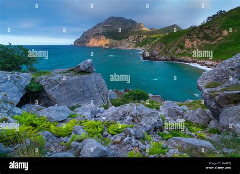 Ferns, San Julian beach, Mount Candina, Cantabrian Sea, Liendo valley, Cantabria, Spain, Europe ...