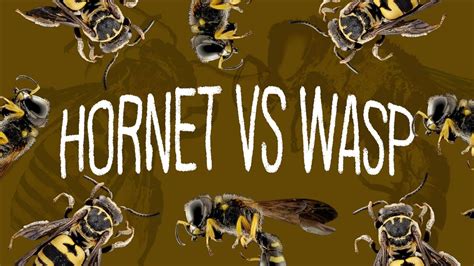 Hornet Vs Wasp