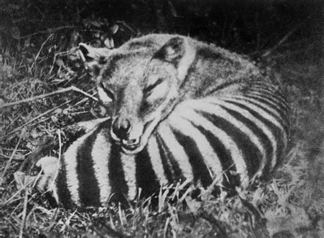 Albino Tasmanian Tiger