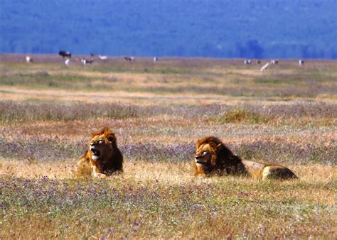 Souvenir Chronicles: AFRICA: NGORONGORO CRATER, Part 2 - Lions, Lunch ...