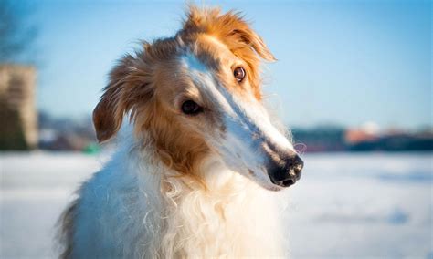 Borzoi Dog Breed: Characteristics, Care & Photos | BeChewy