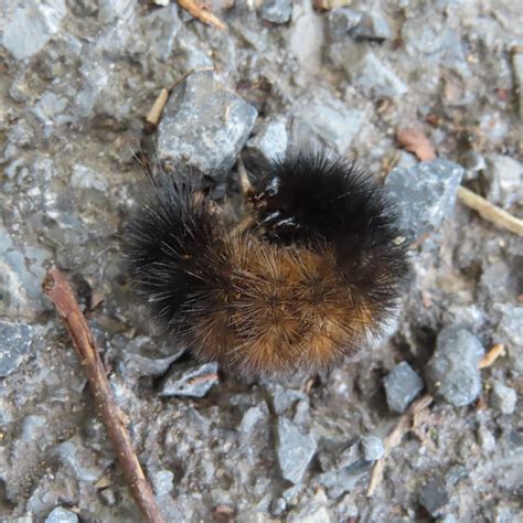 Woolly Bear Caterpillar update – Hiker's Notebook