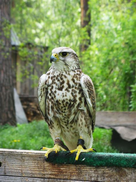 Saker falcon hunting stock image. Image of hood, falcon - 35972523