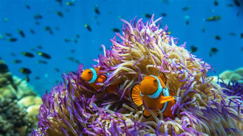 Great Barrier Reef Tour | Frankland Islands Dive & Snorkel Tour