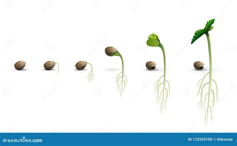 Seed Germination Vector Illustration | CartoonDealer.com #89479522